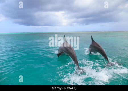 Les grands dauphins (Tursiops truncatus), la mer des Caraïbes, Roatan, Bay Islands, Honduras Banque D'Images