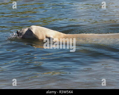 Icebear Banque D'Images