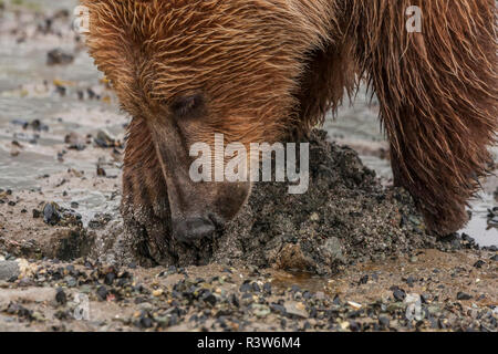 USA, Alaska, Katmai National Park, Hallo Bay. L'ours brun, côtières, grizzly (Ursus arctos). Close-up d'un grizzly à creuser pour les palourdes sur la plage. Banque D'Images