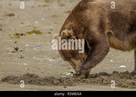 USA, Alaska, Katmai National Park. Close-up of Ours brun, Ursus arctos, creuser des clams dans Port géographique. Banque D'Images