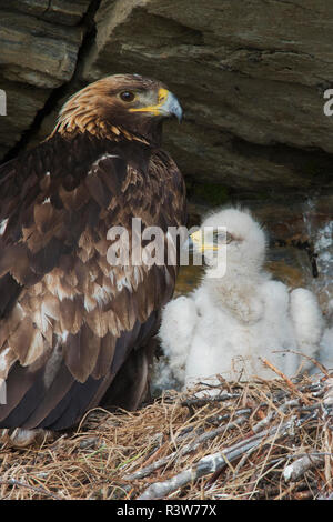 Golden Eagle avec 3 semaine chick Banque D'Images