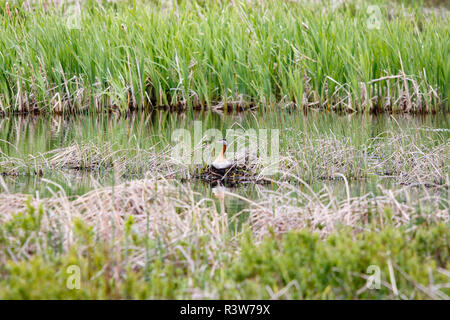 USA, Alaska. Un grebe est assis sur son nid dans Potter Marsh. Banque D'Images