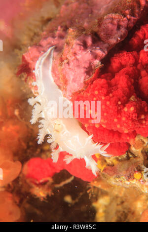 Nudibranche à froufrous (Tritonia festiva), l'île Saint Lazerius près de Sitka, Alaska, USA Banque D'Images