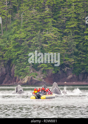 Groupe d'observation des baleines, les baleines à bosse (Megaptera novaeangliae), Inside Passage, Alaska, USA Banque D'Images