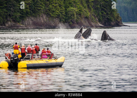 Nature Tour d'observation du groupe de près sur une jambe (la bulle-net) nourrir les baleines à bosse (Megaptera novaeangliae), Inside Passage, Alaska, USA Banque D'Images
