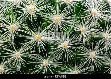 Modèle de cactus Banque D'Images