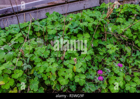 Design décoratif de feuillage vert d'oxalis, couverte de rosée, à côté du sentier sur le bord de la route Banque D'Images
