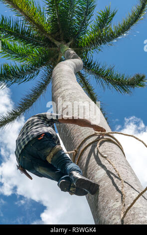 Mâle adulte grimpe haut cocotier avec corde pour obtenir des noix de coco. La récolte et le travail des agriculteurs dans les pays des Caraïbes Banque D'Images