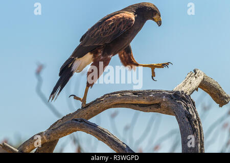USA, Arizona, Arizona-Sonora Desert Museum. Harris hawk sur membre. En tant que crédit, Cathy & Gordon Illg / Jaynes Gallery / DanitaDelimont.com Banque D'Images
