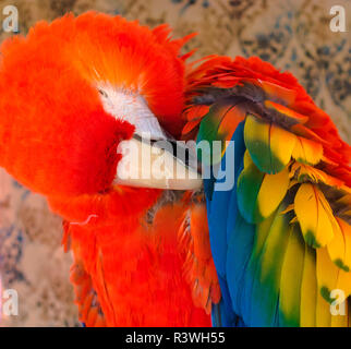 USA, Arizona, Goodyear. Close-up of macaw se lisser ses plumes. En tant que crédit : Wendy Kaveney Jaynes / Galerie / DanitaDelimont.com Banque D'Images