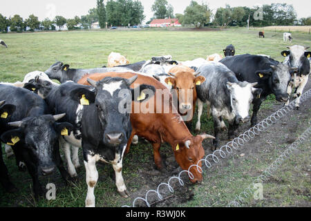 Troupeau de vaches laitières [Bos primigenius taurus] en libre pâturage Banque D'Images