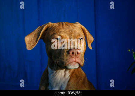 Portrait of a red brindle bull-terrier américain de mine pup lors d'une journée ensoleillée en face d'un fond bleu Banque D'Images