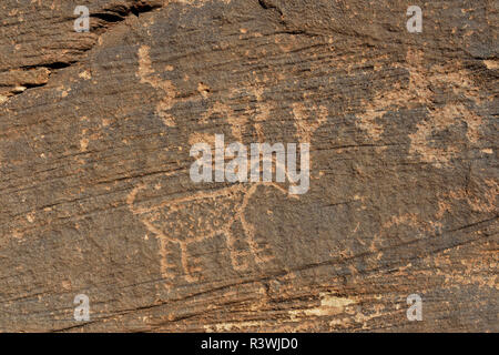 USA, Arizona, animal, Homolovi petroglyph State Park Banque D'Images