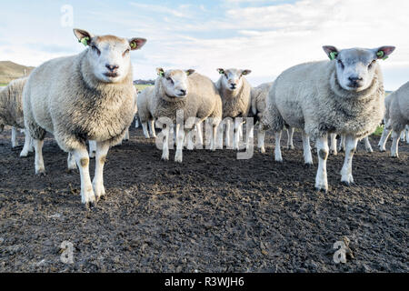 Mouton à l'île néerlandaise de Texel Banque D'Images