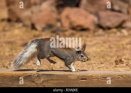 USA, Arizona. L'écureuil roux (Sciurus aberti Kaibab kaibabensis) Banque D'Images