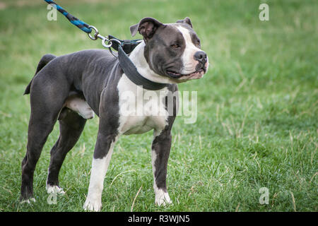 American Staffordshire Terrier Banque D'Images