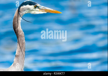 Closeup portrait d'un Grand Héron bleu avec de l'eau dans l'arrière-plan. Banque D'Images