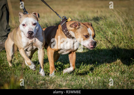 Deux puissants chiens de type Bulldog tirant sur la laisse Banque D'Images