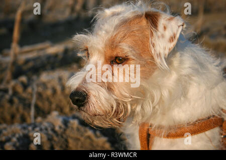 Parson Russell Terrier dans le soleil du soir Banque D'Images