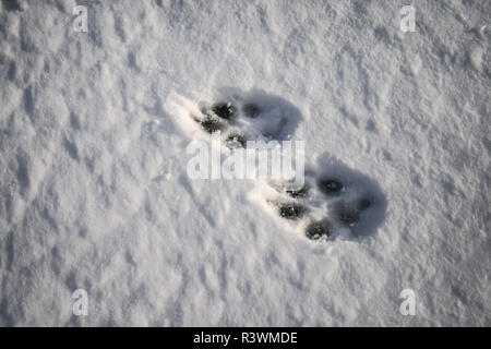 Empreintes d'un chien dans la neige Banque D'Images