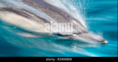 Baja, Mer de Cortez, Site de l'UNESCO, 'Aquarium du Monde' motion blur shot d'un dauphin commun à long bec Banque D'Images