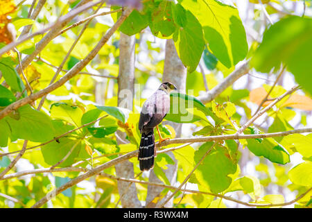 L'Amérique centrale, le Costa Rica. Crane hawk en arbre. En tant que crédit : Fred Seigneur / Jaynes Gallery / DanitaDelimont.com Banque D'Images