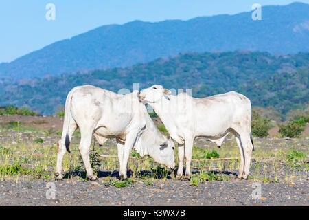 L'Amérique centrale, le Costa Rica. Le bétail de Brahman close-up. En tant que crédit : Fred Seigneur / Jaynes Gallery / DanitaDelimont.com Banque D'Images