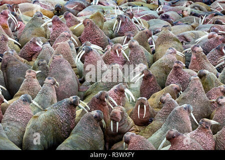 Des troupeaux de morses, Bristol Bay, Alaska Banque D'Images