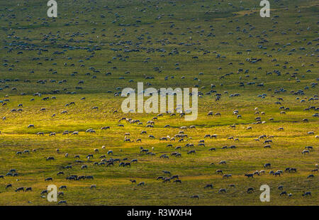 Le caribou, l'Arctic National Wildlife Refuge, en Alaska Banque D'Images