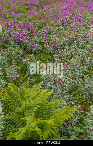 USA, Alaska, Talkeetna Mountains. La rivière pittoresque de fougères et fleurs de beauté. Banque D'Images