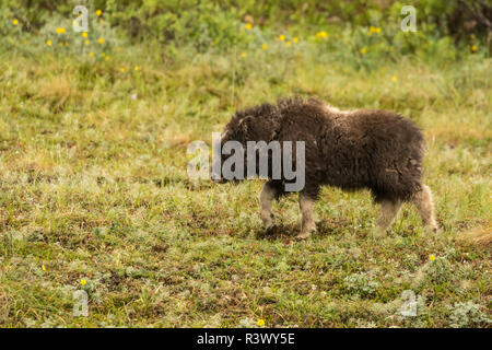 USA, Alaska, à Nome. Veau boeuf musqué. Banque D'Images