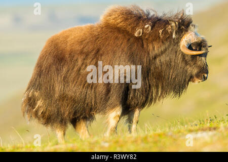 USA, Alaska, à Nome. Musk ox bull adultes. Banque D'Images