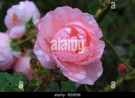 Fleur,rose avec des gouttes de pluie Banque D'Images