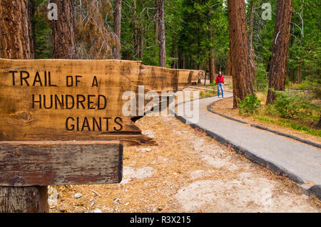 Piste d'une centaine de géants (randonneur visible), le séquoia géant, le Monument National de la Sierra Nevada, en Californie, USA (MR) Banque D'Images