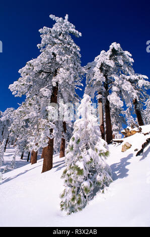 Le givre blanc et poudre de pins Ponderosa, los Padres National Forest, Californie, USA Banque D'Images