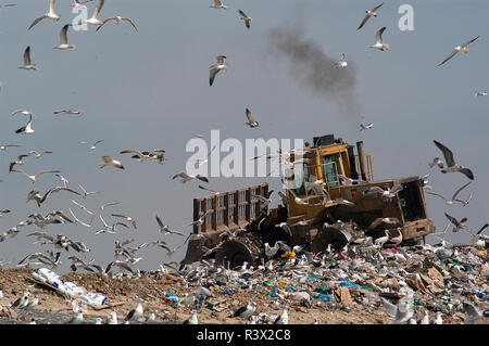 Les oiseaux à la recherche de nourriture dans la corbeille, les mouettes Banque D'Images