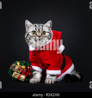 Cute little black silver blotched British Shorthair cat kitten assis à côté green bag wearing santa costume, looking at camera avec les yeux grands ouverts. Banque D'Images