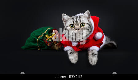 Cute little black silver blotched British Shorthair cat kitten fixant avec sac vert wearing santa costume, looking at camera avec les yeux grands ouverts. Je Banque D'Images