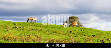 Les chevaux sauvages de Przewalski brouter le long de la piste safari pack de Highland Wildlife Safari Park, Ecosse Banque D'Images