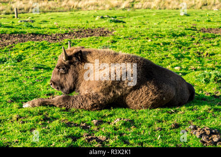 Bison d'Europe couchée sur l'herbe verte dans une journée ensoleillée, Highland Wildlife Safari Park, Ecosse Banque D'Images