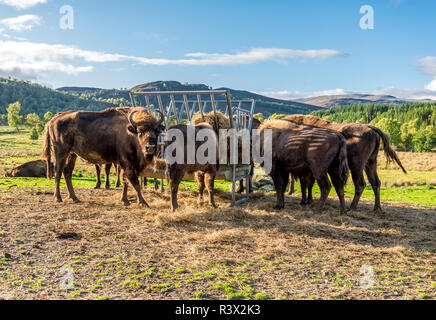 Un pack d'alimentation d'un foin de bisons se tenir dans une belle journée ensoleillée avec des highlands écossais sur l'arrière-plan, Highland Wildlife Safari Park Banque D'Images