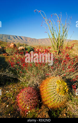 Barrel cactus, chuparosa, et la société Plum Canyon, Anza-Borrego Desert State Park, Californie, USA Banque D'Images