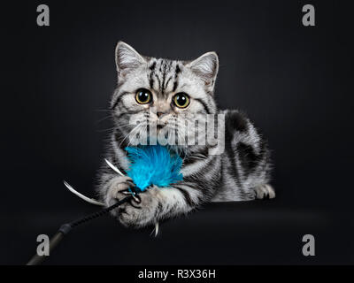 Cute little black silver blotched British Shorthair cat kitten fixant avec plumes bleu jouet dans les pattes, à à l'heure avec des yeux grands ouverts. Isolat Banque D'Images