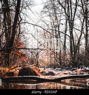 Forêt d'hiver à Leibnitz, Autriche Banque D'Images