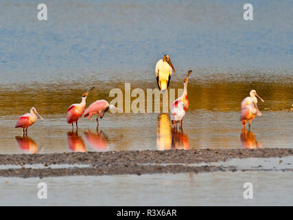 USA, Floride, Fort Myers, Sanibel Island, J.N. Ding Darling National Wildlife Refuge, Roseate Spoonbill Banque D'Images