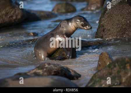 États-unis, Californie, La Jolla. Bébé lion de mer sur la rive. En tant que crédit : Christopher Talbot Frank / Jaynes Gallery / DanitaDelimont.com Banque D'Images