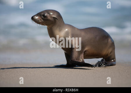 États-unis, Californie, La Jolla. Bébé lion de mer sur la plage. En tant que crédit : Christopher Talbot Frank / Jaynes Gallery / DanitaDelimont.com Banque D'Images