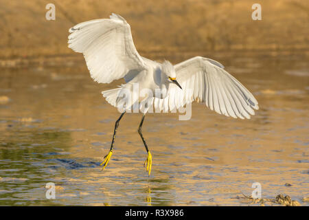 États-unis, Californie, Pismo Beach. Aigrette neigeuse l'atterrissage dans l'eau. Banque D'Images