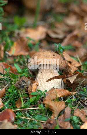 Penny bun ou cep (Boletus edulis) et de la forêt Monte Amiata, Toscane, Italie Banque D'Images