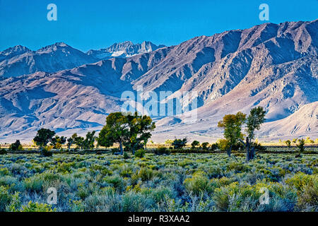 USA, l'Évêque, en Californie. Eastern Sierra, Owens Valley Banque D'Images